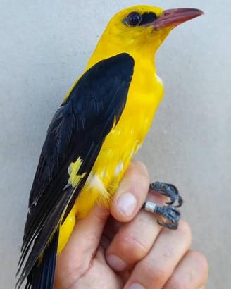 Rigogoli ciuffolotti ed altro