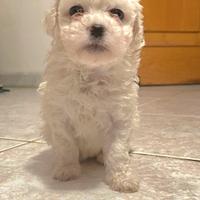 Maltipoo