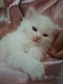 Gattini Ragdoll/persiano noemotipico
