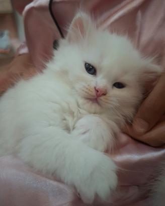 Gattini Ragdoll/persiano noemotipico