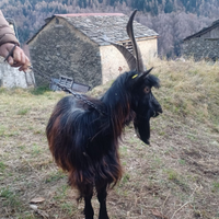 Becco orobico