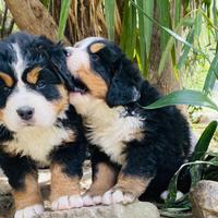 Cuccioli di Bovaro Del Bernese