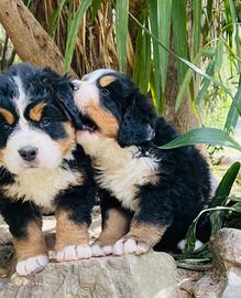 Cuccioli di Bovaro Del Bernese