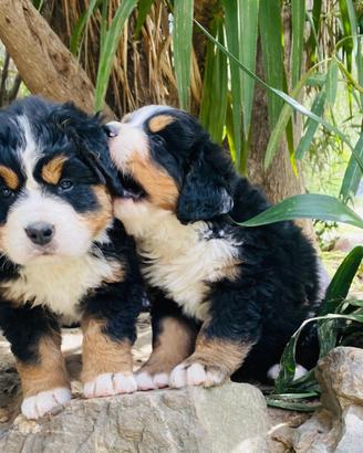 Cuccioli di Bovaro Del Bernese