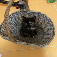 Disponibili gattini - Tarcento