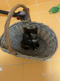 Disponibili gattini - Tarcento