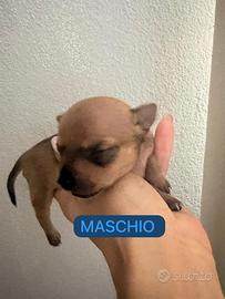 Animali