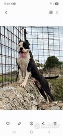 Pitbull grossa taglia 