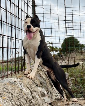 Pitbull grossa taglia 