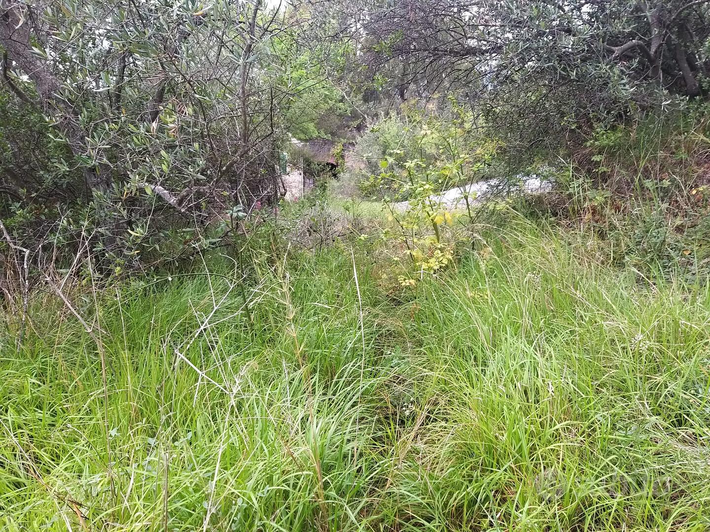 Terreno con ulivi - Vista 3