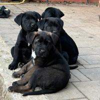 Cuccioli di mamma cane corso