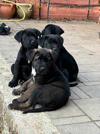 Cuccioli di mamma cane corso