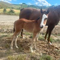 Vendita cavalla qh