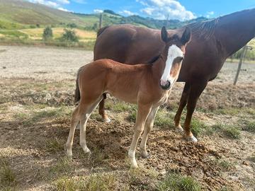 Vendita cavalla qh