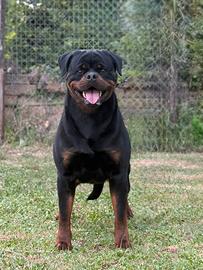 Rottweiler