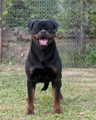 Rottweiler