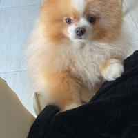 Splendido pomeriana nano maschio per monta