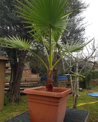 palme washingtonia di varie misure