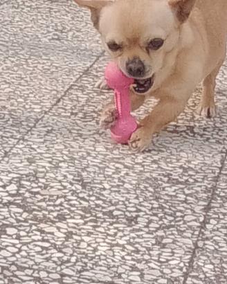 Chihuahua