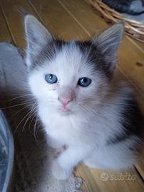 Gattini svezzati sverminati