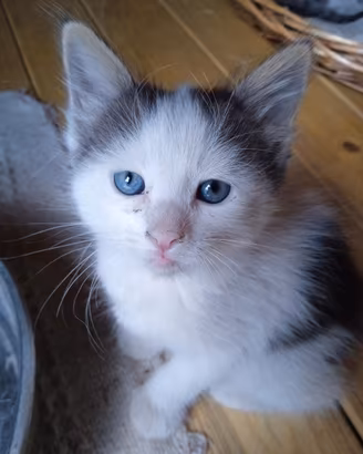 Gattini svezzati sverminati