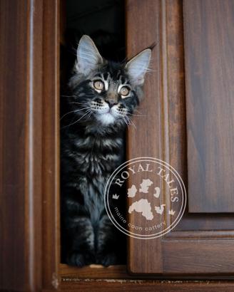 Maine coon Pisctacchio