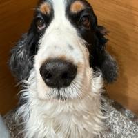 Coker spaniel maschio per accoppiamento