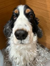 Coker spaniel maschio per accoppiamento