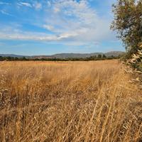 Terreno agricolo ss 387 km 14.5