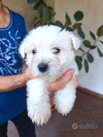 West Highland White Terrier