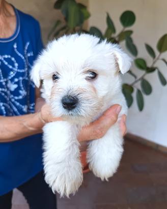 West Highland White Terrier