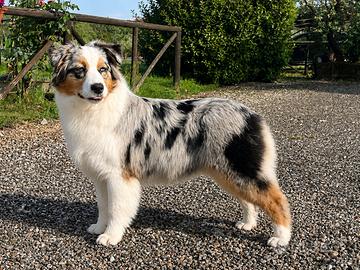 Femmina Blu Merle