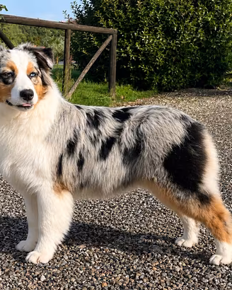 Femmina Blu Merle