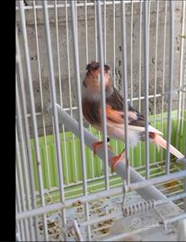 Arlecchino portoghese