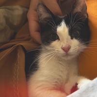 Gattina in adozione
