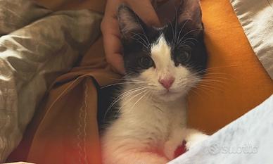 Gattina in adozione