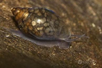 5 lumache Physa -- zona Cesena