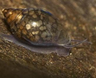 5 lumache Physa -- zona Cesena