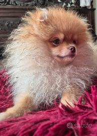 Pomerania-spitz tedesco nano