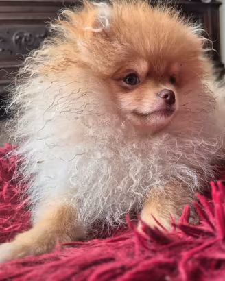 Pomerania-spitz tedesco nano