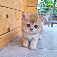 Scottish straight maschio con pedegree