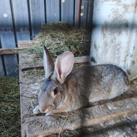 Coppia conigli 4 mesi - Maschio&Femmina