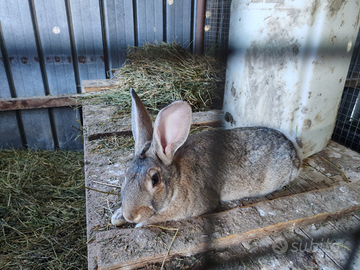 Coppia conigli 4 mesi - Maschio&Femmina