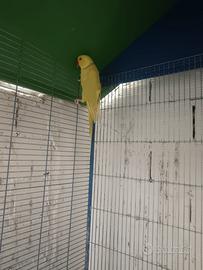 Pappagalli fine allevamento in blocco
