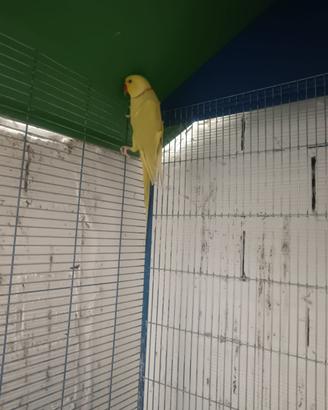 Pappagalli fine allevamento in blocco
