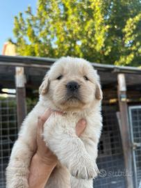 Golden retriever americano