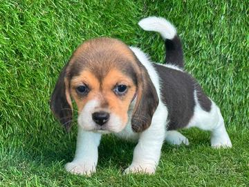 Beagle