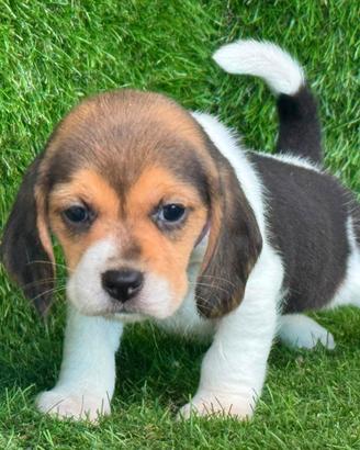 Beagle