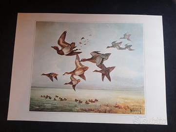 STAMPE OFFSET  A COLORI  "CACCIA" (ROBERTO  LEMMI)