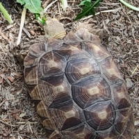 Tartaruga Sulcata femmina